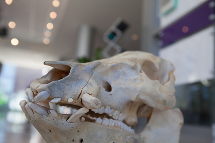 pig bones-5286